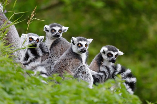 Antananarivo: Private Tour Lemurs’ Park and Geysers