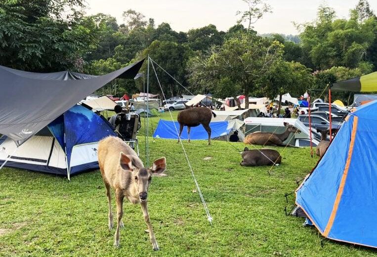 Khao Yai National Park Full Day Private Tour from Bangkok