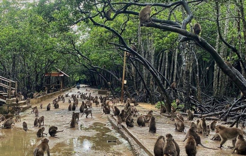 Ho Chi Minh City: Can Gio Mangrove Private Day Tour