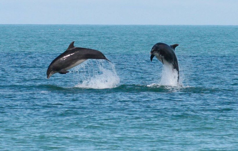 Dolphin House Sataya Reef Snorkeling Cruise with Lunch from Marsa Alam